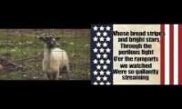 Goats for America, America for Goats