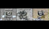 the mating dances of three Habronattus spiders with sound