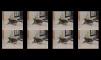 cats cats cats cats cats cats cats cats cats cats cats cats
