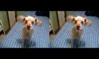 Thumbnail of crazy dogs going crazy