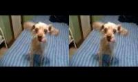 crazy dogs going crazy