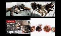 Live CAT Cam multi view