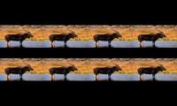 Moose swarm jesuscharacterequirements