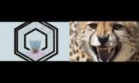 Zonderling/Cheetah Nashua Bruh