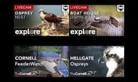 A selection of bird cams