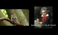 Beethoven's source of inspiration: the Vienna Woods
