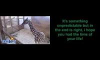 Bye, bye, April the Giraffe,