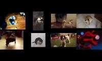 Thumbnail of dogs chasing their tails to the trigun theme or what adhd feels like