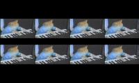 KEYBOARD CAT SO LONG YOU WILL LOVE IT