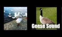 angry geese and other angers