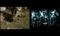 cow eating chicken batman