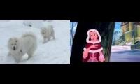 Samoyed boyfriend and girlfriend on a snow date