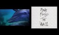 The Pink Floydfins -12345667890