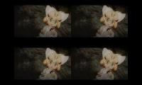 Thumbnail of Sandcathummingforallofeternity