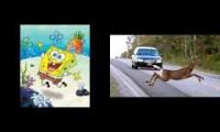 Animals vs cars laughter