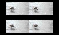 Ant sex funny video thing farts
