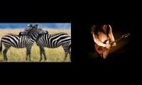 Zebraforce through the plains and predators