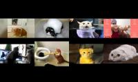 cat videos times 8 very funny cats
