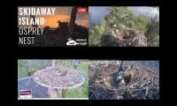 Osprey Live Cams 2018