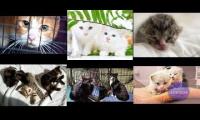 youtube live cat cams