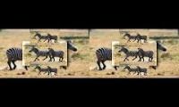 Zebra Scan oneparison