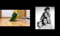 Mr. Sandman - Caique does a silly walk