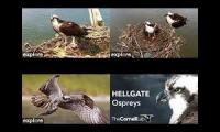 Osprey Live Cams 2018 2