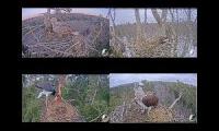 Birds live webcam Mashup