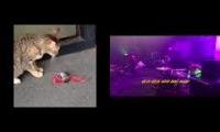 mouse rolling around furiously