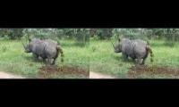 RHINO TAKING A MASSIVE SHIT, MUST SEE!