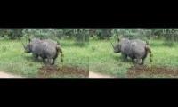 RHINO TAKING A MASSIVE SHIT, MUST SEE!