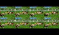 Annie Video Eightparison