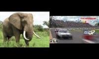 Elephants and Nascar