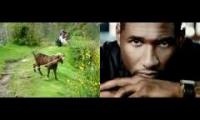 Goat serenading Usher