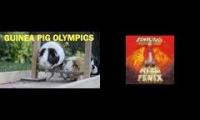 Guinea Pig Olympics 2