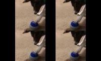 Multiple Dog Pressing Multiple Nut Button