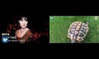 Tortoise enya pls no help