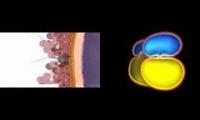 Embryology Groove 20 characters