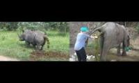 RHINO AND ELEPHANT TAKING THE MOST MASSIVE SHITS YOU POSSIBLY HAVE SEEN SIMULTANEOUSLY! MUST SEE!!!!