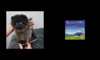 Katamari haircut dog
