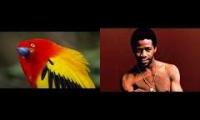Tired of bein a bird