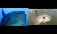 Boston Fisherman Narrates Blue Planet