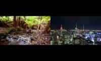 CIUDAD Y SELVA NEW YORK