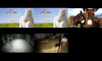 Live Farm Animals - Horses; Donkeys; Goats