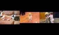 Cute dogs, try not to get a pet after watching!