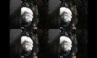 CATCATCATCATCATCATCATCATCAT