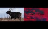 ACCDNT - The (Go) Cowboys