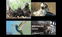Live Cam - Eagle , Osprey , Hummingbird , Hawk