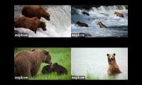 2019 Bears of Katmai (24/7 livestreams)