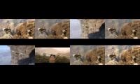 Thumbnail of Khumba fly with me compilation